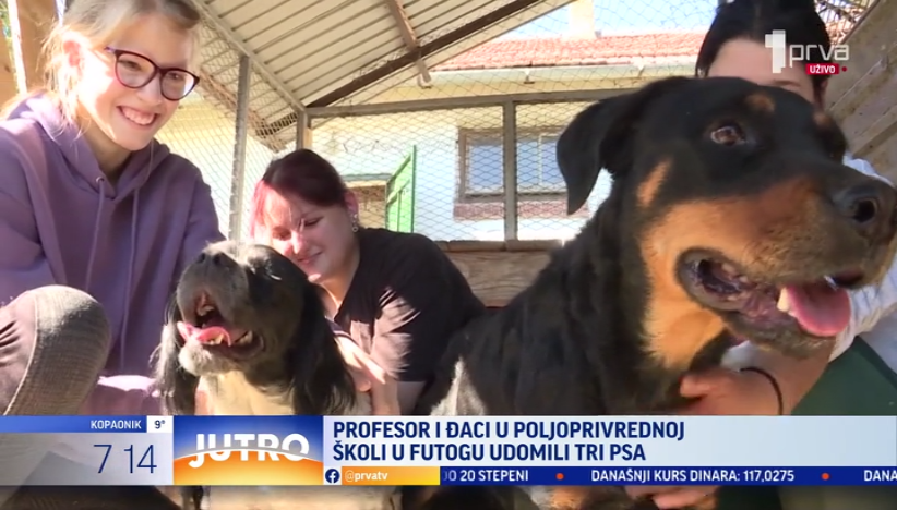 Školski psi: Profesori i đaci udomili tri psa