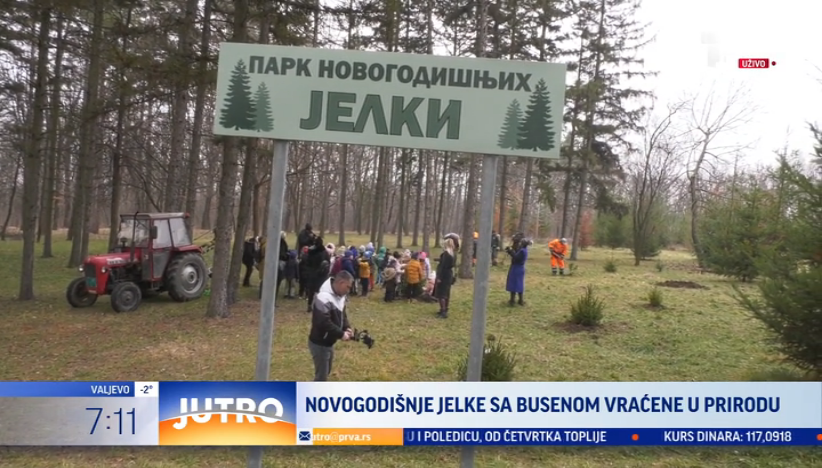 Novogodišnje jelke sa busenom vraćene u prirodu