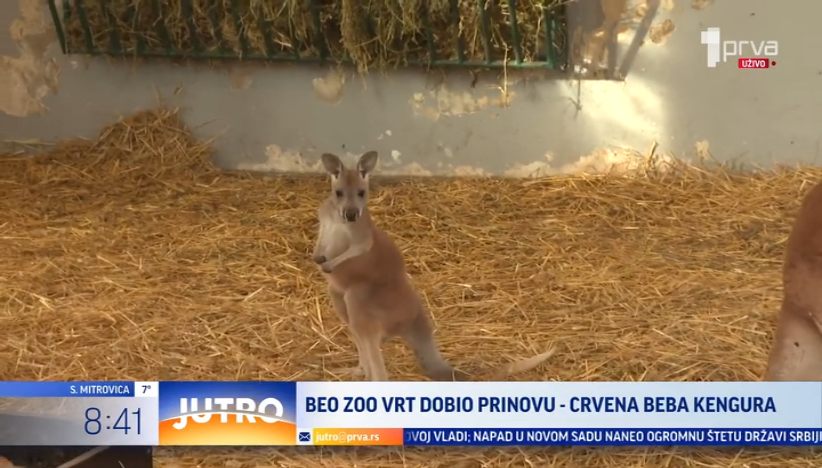 Beo zoo vrt dobio novog stanovnika: Uskoro stiže i još jedan