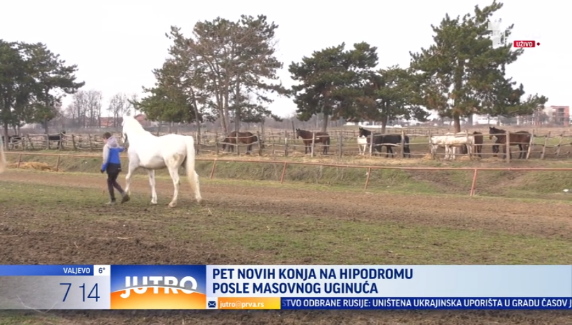 Tračak nade za kragujevački Hipodrom: Stiže pet novih konja