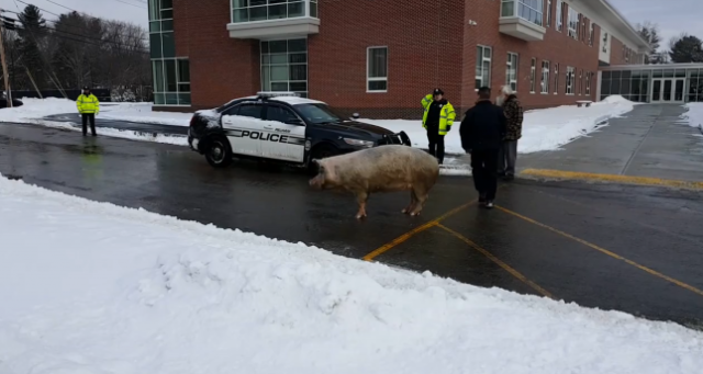 Svinja pobegla sa farme, otišla da glasa (VIDEO)