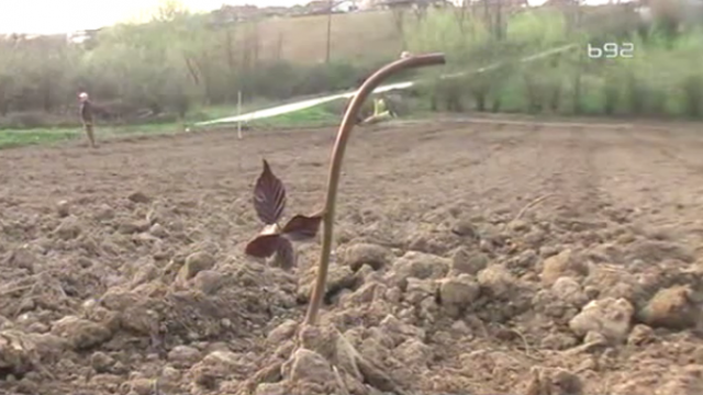 Voće koje na malo zemlje donosi velike pare VIDEO