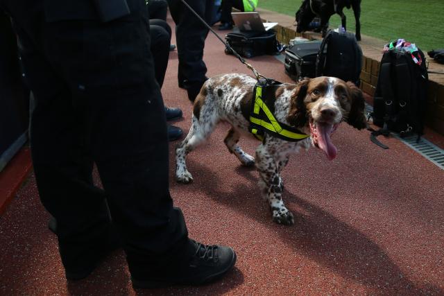 Photo by Alex Livesey/Getty Images