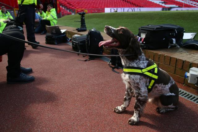 Photo by Alex Livesey/Getty Images