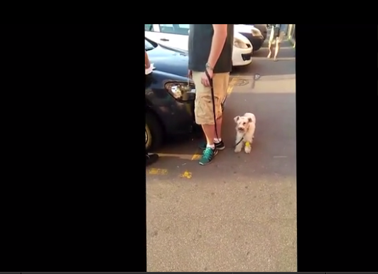 Vlasnik psa: Taksista krišom snimao; Pas živ, nije zdrav