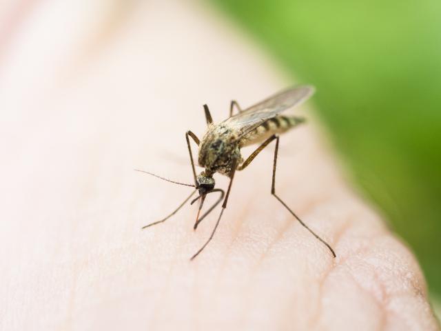 Zika komarci stigli i u SAD