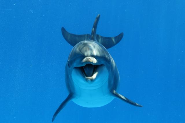 Neverovatno otkriæe: Delfini razgovaraju kao ljudi