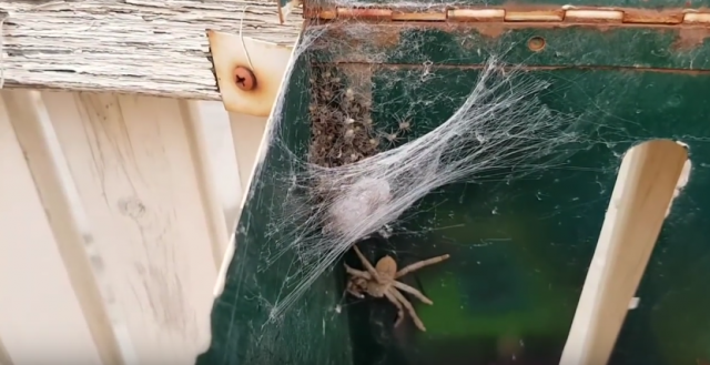 Video-snimak noćne more: Vojska pauka okupirala sanduče za poštu
