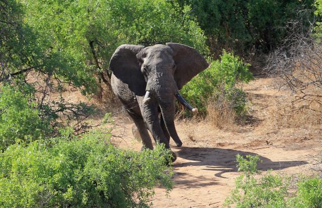 Besmislena smrt: Ubijen jedan od najstarijih slonova, ima ih 30