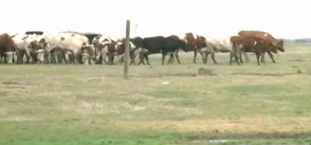 700 krava juri poljima i ruši sve pred sobom VIDEO