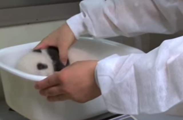 Tokio traži ime za novoroðeno mladunèe džinovske pande