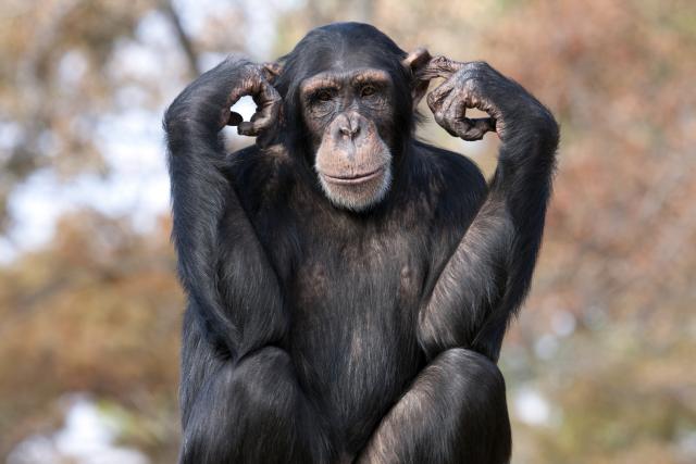 Kljuè za razumevanje psihopata se krije kod šimpanzi?