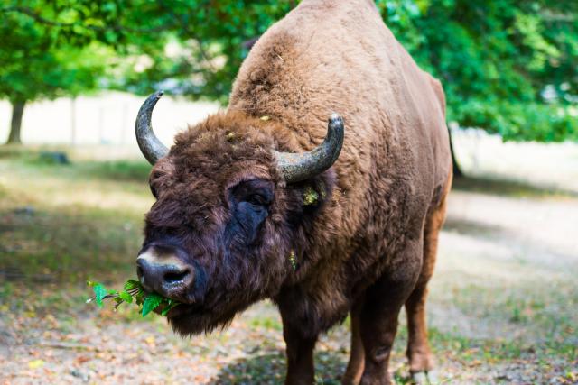 Nakon 250 godina prvi put primeæen divlji bizon - i odmah ubijen