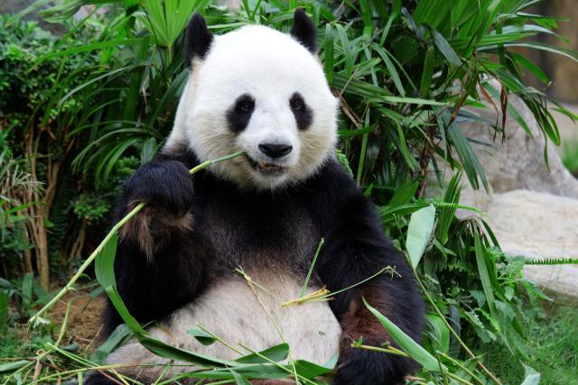 Nemci pandu koja hoda unazad nameravaju da izleèe seksom