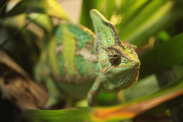 Kameleoni: Simpatièni stvorovi koji menjaju boje, ali ne i navike