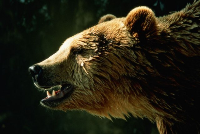 Medvedi napali turiste u Rumuniji