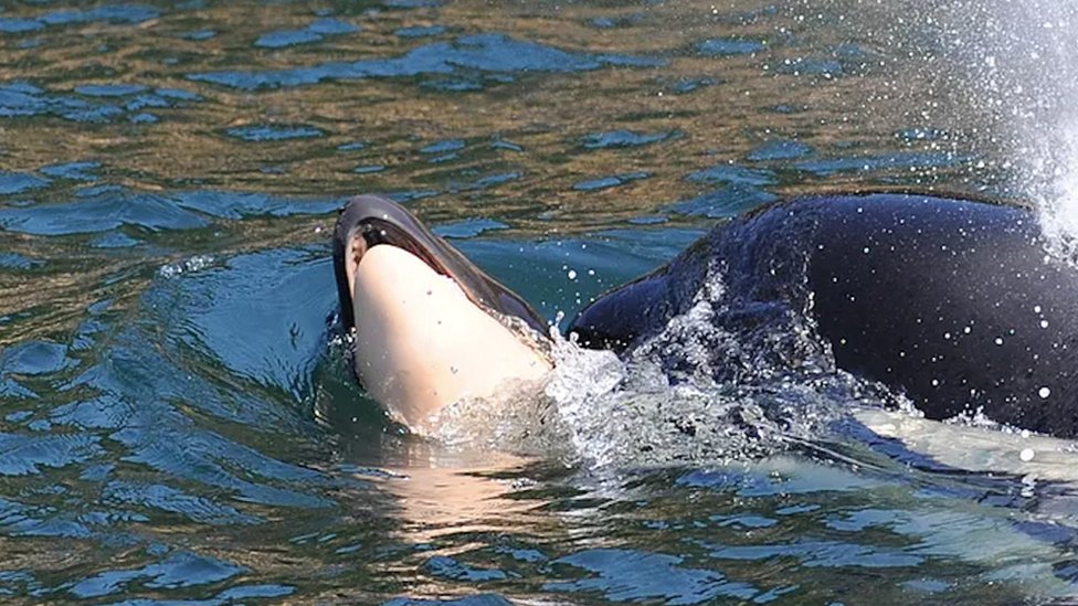 Ženka kita se oprostila od mrtvog mladunčeta nakon 17 dana