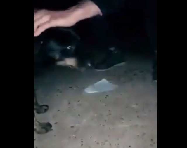 Objavljen snimak ubistva psa, oglasio se Stefanović