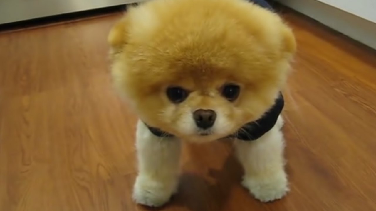 Boo - The World's Cutest Dog Video Compilation