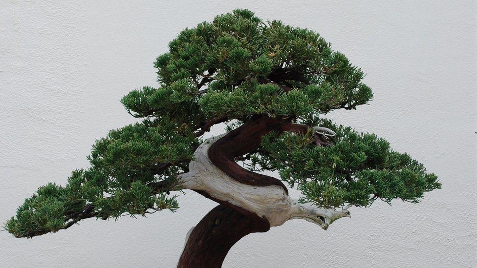 Japan: Braènom paru ukradeno 400 godina staro bonsai drvo