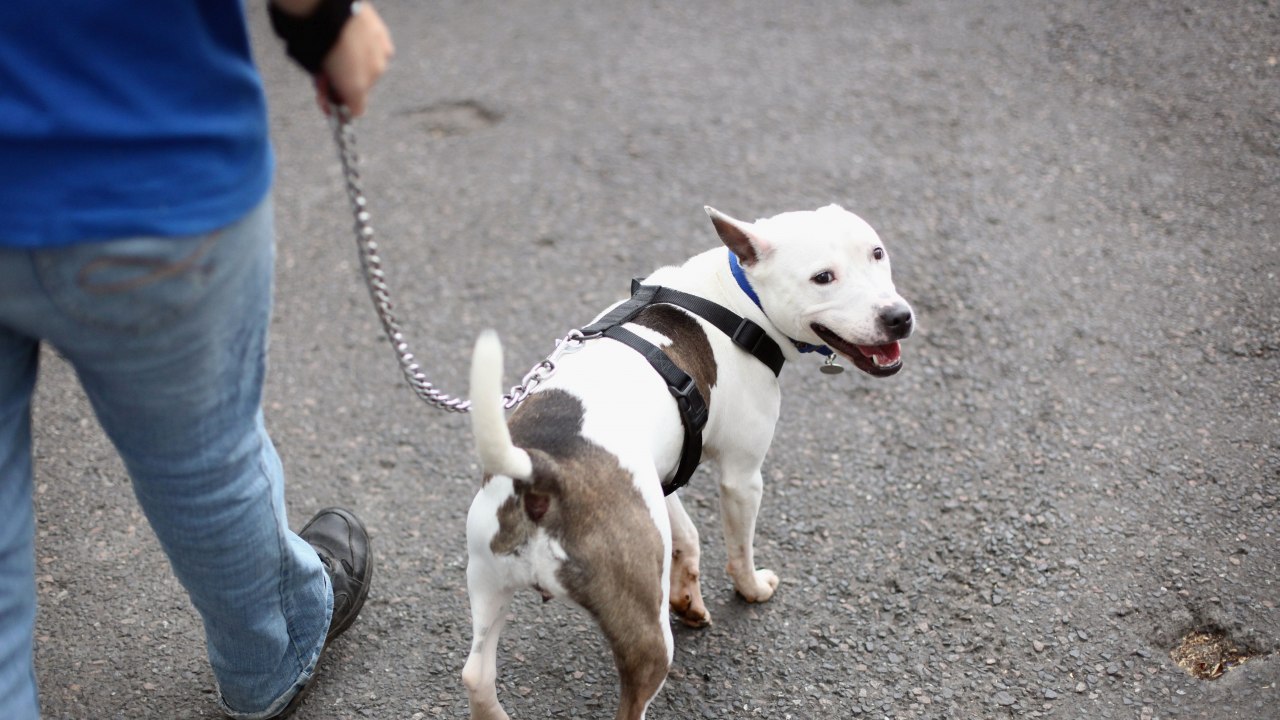 su pit bullovi dobri psi za prvi put