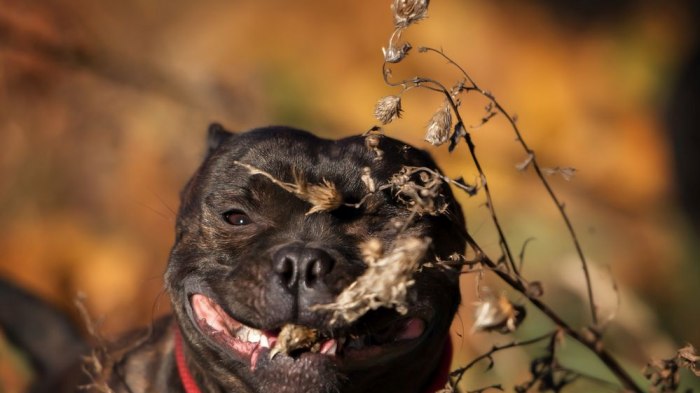 koliko unaprijed psima treba bordetella