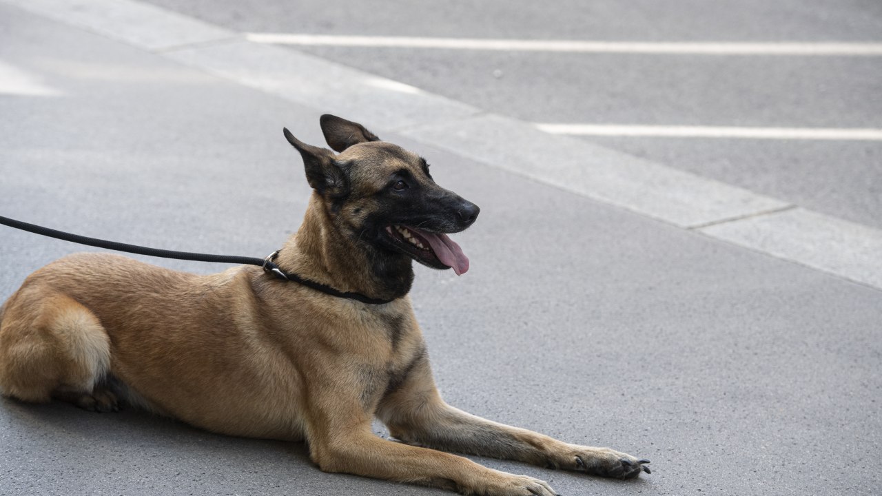 zašto moj pas ne kaki u dvorištu