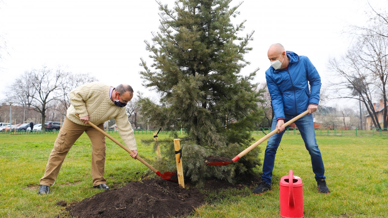 Radojičić I Godfri Posadili Bele Borove Na Obali Save: "Stablo Po ...