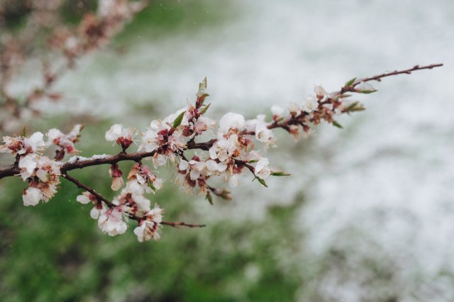 Na šta sluti sneg u aprilu: Staro narodno verovanje otkriva!