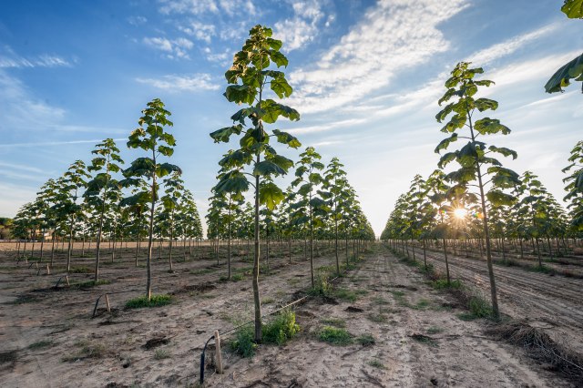 Zarada 50.000 evra po hektaru: Po Srbiji niču plantaže drveta koje raste 6 puta brže od hrasta