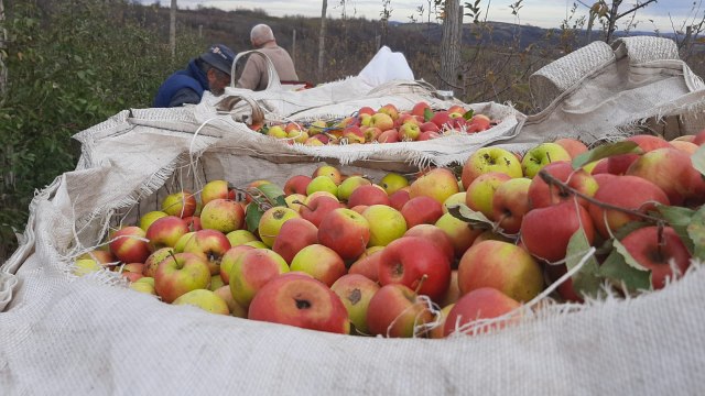 Jabuka košta koliko i žvaka: Voćari nezadovoljni, hoće da poseku zasade