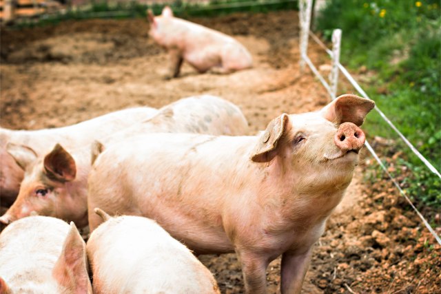 Uprava za veterinu Niš: Doneto rešenje o ukidanju zabrane čuvanja svinja u selima