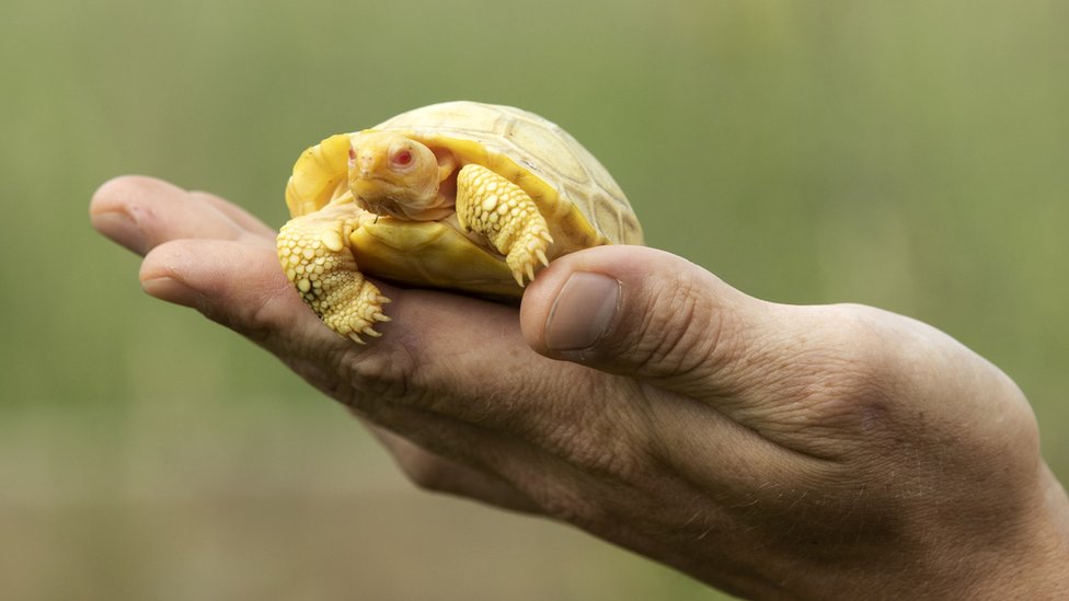 Životinje: Beba džinovske kornjače sa Galapagosa prva albino svoje vrste rođena u zoološkom vrtu