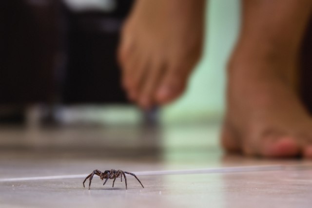 Bolje da imate pauka kao ljubimca; Naučnici otkrili zašto ih ne treba ubijati