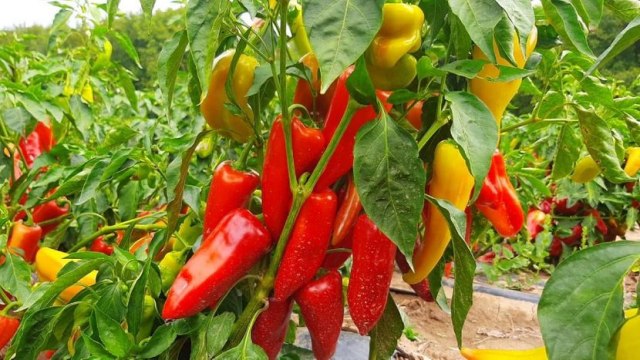 Paprika rodila kao nikada ranije: Cena – od 130 do 200 dinara po kilogramu FOTO