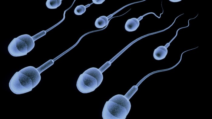 La sopravvivenza dell’umanità è ufficialmente minacciata?  Un nuovo studio mostra: “Il numero di spermatozoi è diminuito del 62%”