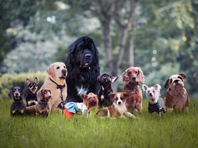 Osam najvernijih rasa pasa na svetu - Daće i život za vas, a pružaće samo ljubav!