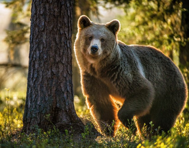 Medved napravio 400 selfija: Pravi pozer FOTO