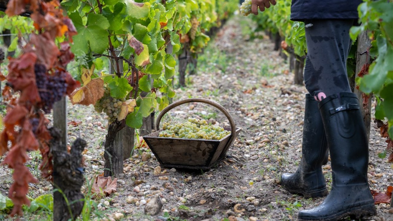 Sumrak u zemlji vina: Gase se vinogradi, proizvođači mole državu za pomoć