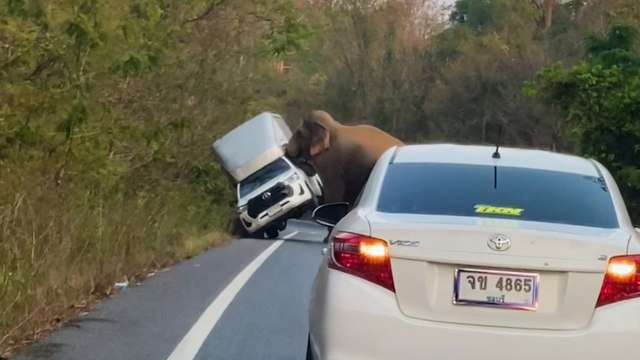 Nije hteo da propusti slona, ovaj mu prevrnuo auto FOTO