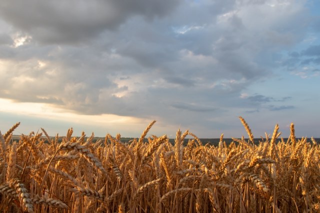 Pooštrava se kontrola tranzita ukrajinskog žita