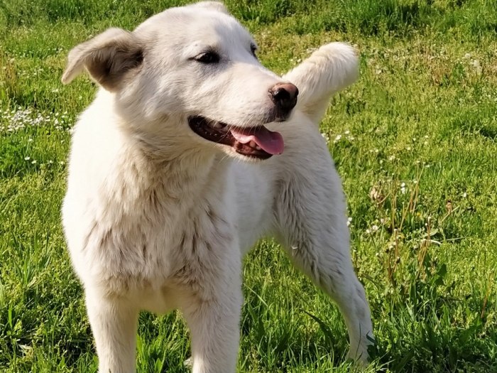 koliko željeza dnevno treba psu