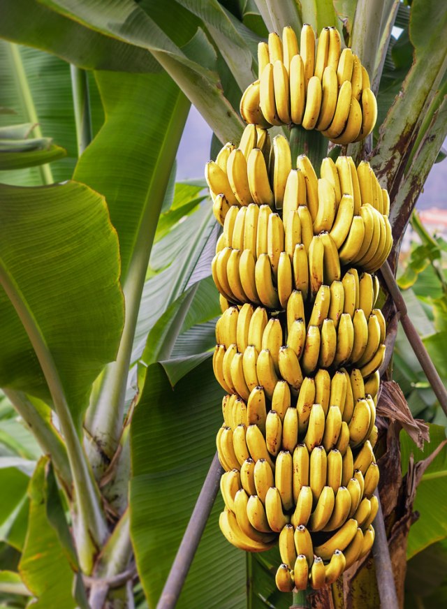 Izraz koji svi znamo, ali - šta je zapravo “BANANA DRŽAVA” i na koju zemlju se prvo odnosio?