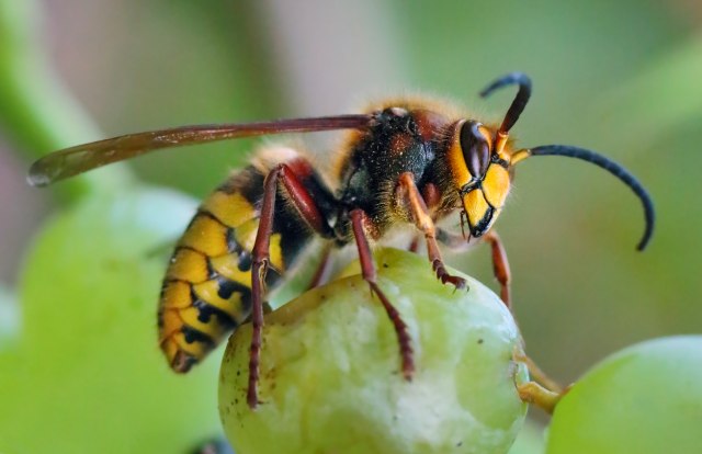 Insekti koji su opasniji od zmija: Gnezde se ispod krovova, nekad čak i u ormaru i roletni