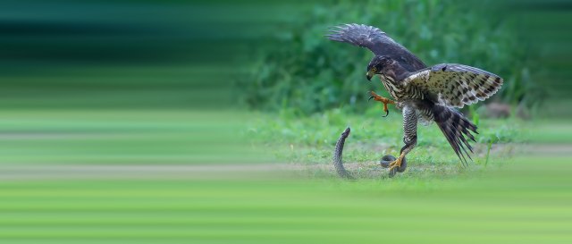 Ženu istovremeno napali ptica i zmija: Završila sa ogrebotinama i podlivima