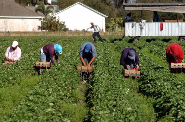 Italija odobrila dolazak 40.000 sezonaca pred berbu