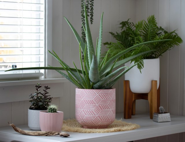 Tri biljke koje su idealne za stan i one koji nemaju previše vremena