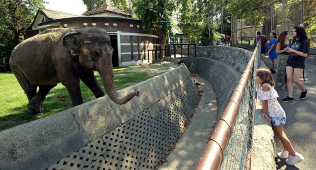 Uginula slonica Tvigi: Bila je jedan od simbola beogradskog Zoo-vrta FOTO