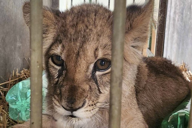 Veterinari joj se bore za život: Laviæ u kritiènom stanju FOTO