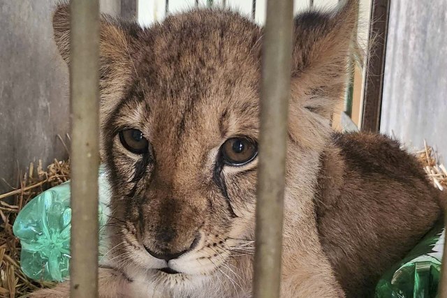 Lavica Kiki u sve lošijem zdravstvenom stanju: Evo šta kažu veterinari